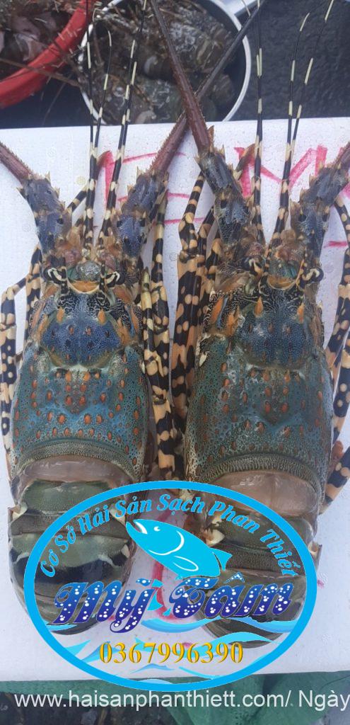 Tôm Hùm Phan Thiết Giá Sỉ