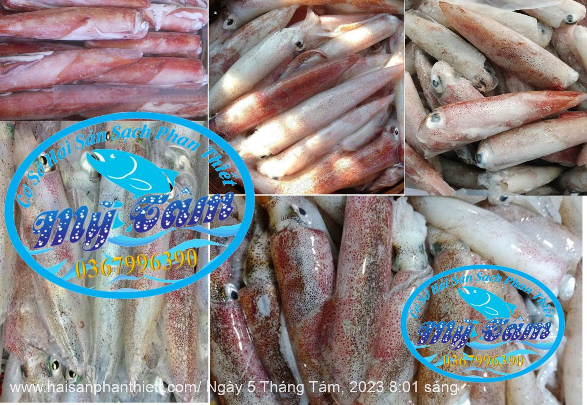 Muc Ong Tuoi Size 14 20 Con Kg Muc Ong Tuoi Size 14 20 Con Kg