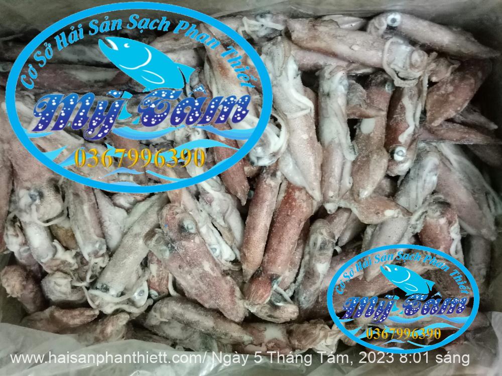 Muc Ong Tuoi Size 20 24 Con Kg Muc Ong Tuoi Size 20 24 Con Kg