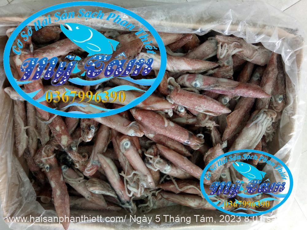 Muc Ong Tuoi Size 20 24 Con Kg Muc Ong Tuoi Size 20 24 Con Kg