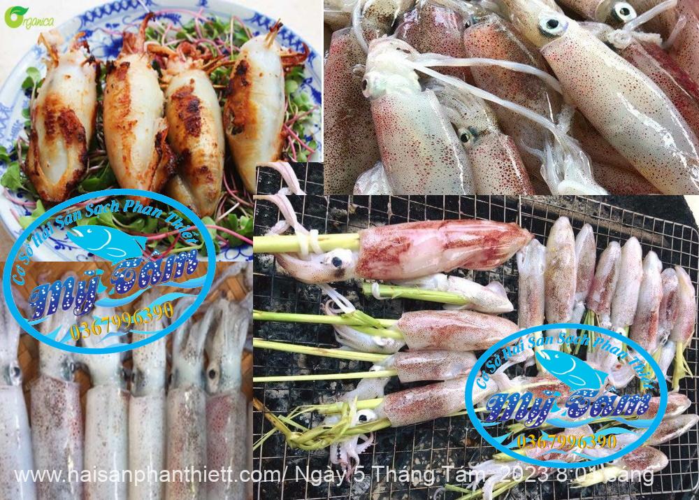 Muc Ong Tuoi Size 20 24 Con Kg Muc Ong Tuoi Size 20 24 Con Kg