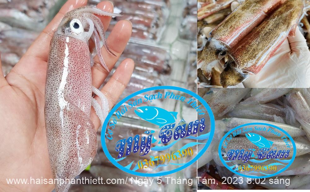Muc Ong Tuoi Size 8 10 Con Kg Muc Ong Tuoi Size 8 10 Con Kg