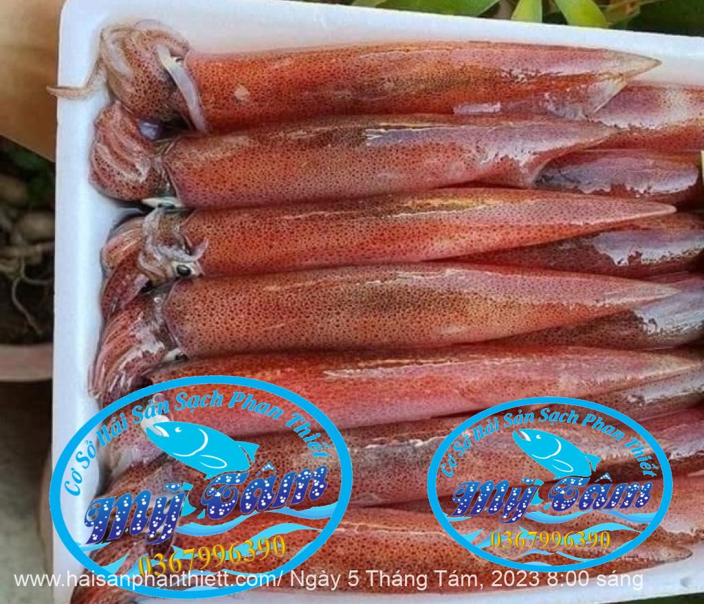 Muc Trung Size 12up Loai 1 Gia Si Muc Trung Size 12up Loai 1 Gia Si