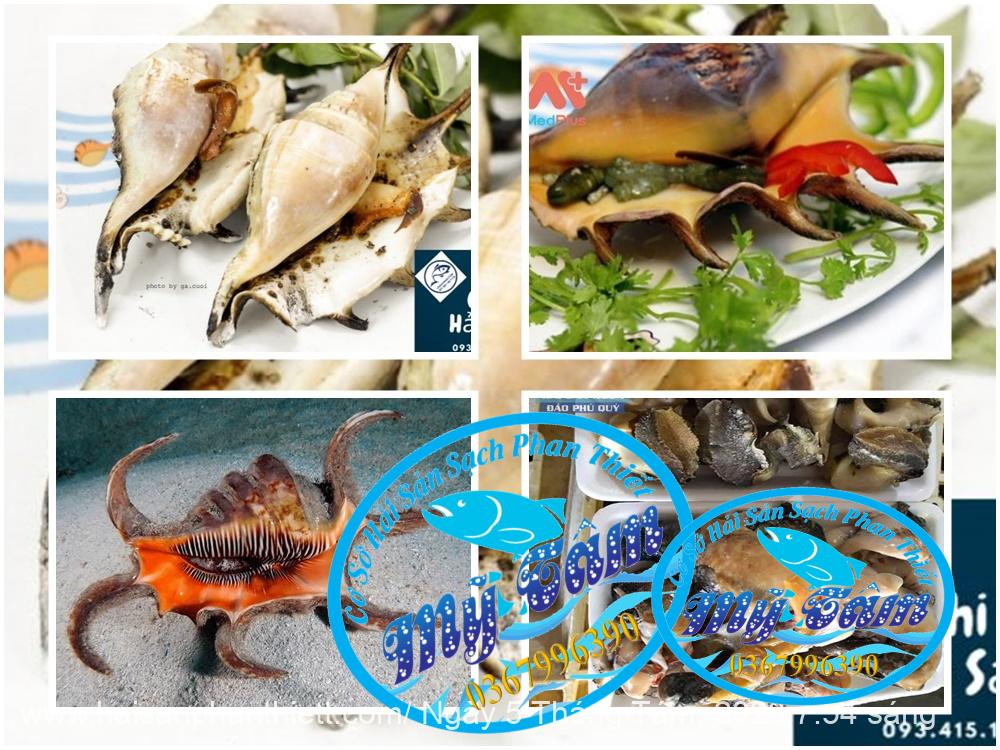 Ruot Oc Ban Tay Phan Thiet Ruot Oc Ban Tay Phan Thiet