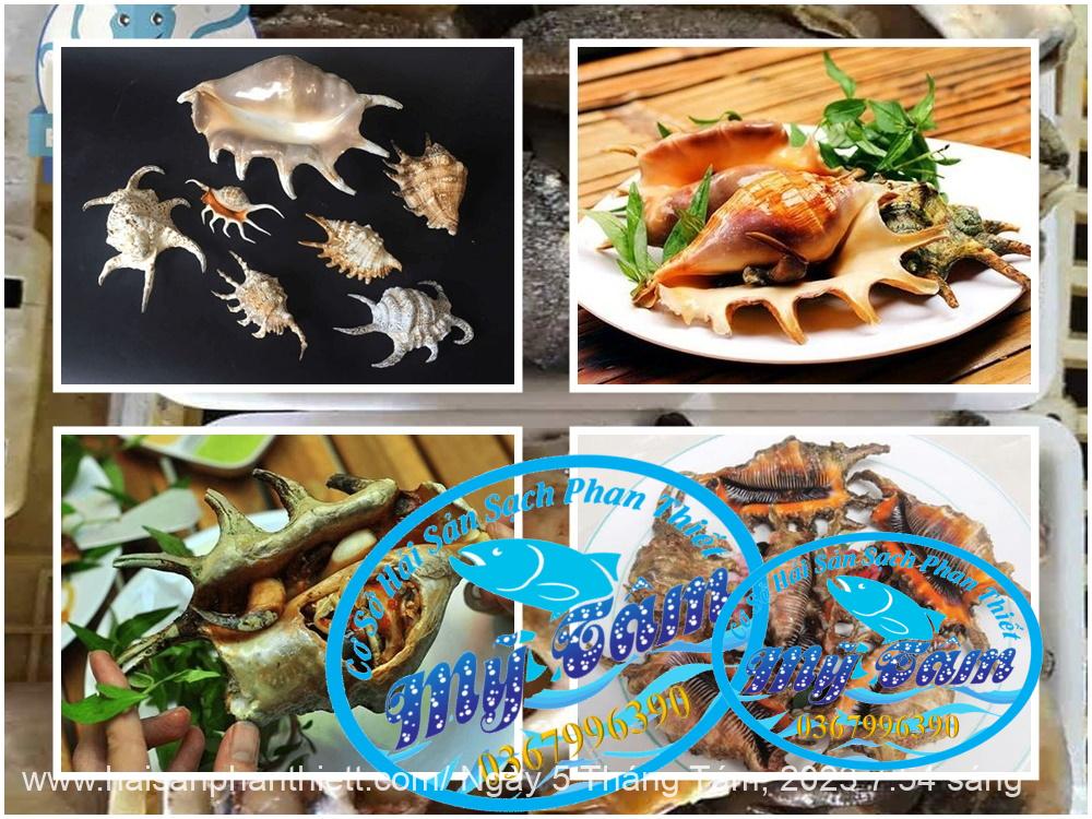 Ruot Oc Ban Tay Phan Thiet Ruot Oc Ban Tay Phan Thiet
