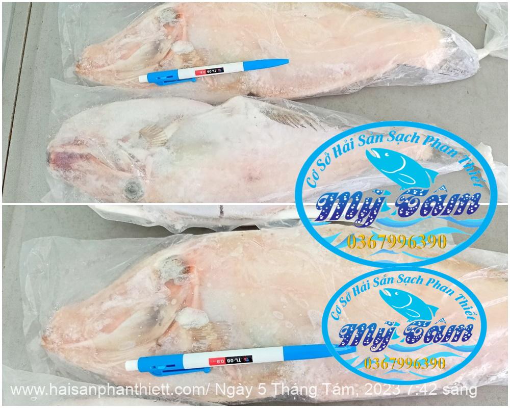 Ca Bo Giay Cap Dong Lanh Ca Bo Giay Cap Dong Lanh