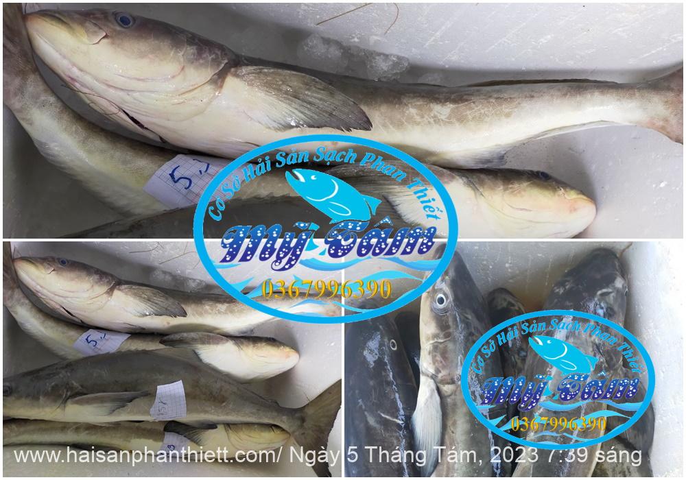 Ca Bop Nguyen Con My Tam Phan Thiet Ca Bop Nguyen Con My Tam Phan Thiet