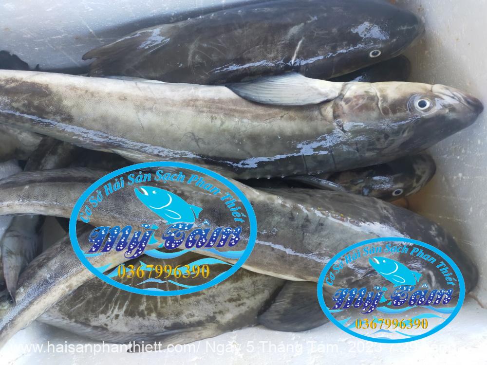 Ca Bop Nguyen Con My Tam Phan Thiet 5 Ca Bop Nguyen Con My Tam Phan Thiet 5