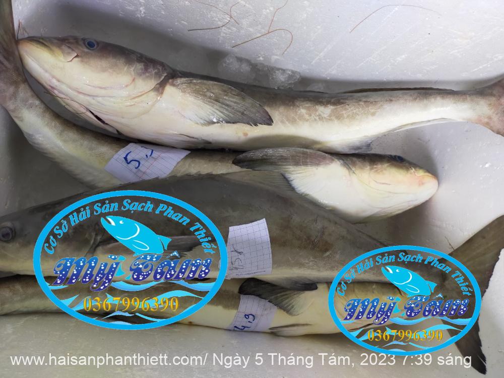 Ca Bop Nguyen Con My Tam Phan Thiet 7 Ca Bop Nguyen Con My Tam Phan Thiet 7