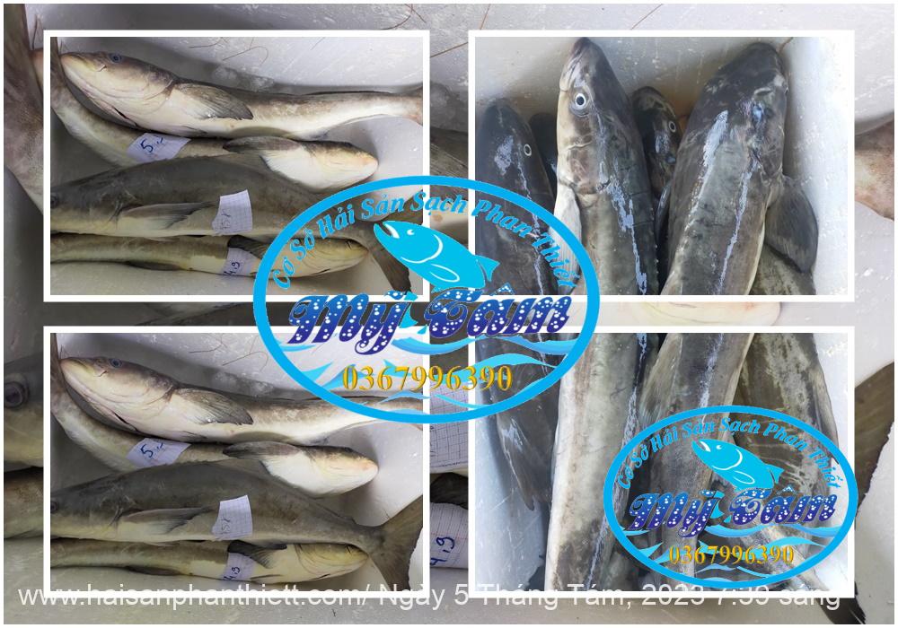 Ca Bop Nguyen Con My Tam Phan Thiet Ca Bop Nguyen Con My Tam Phan Thiet