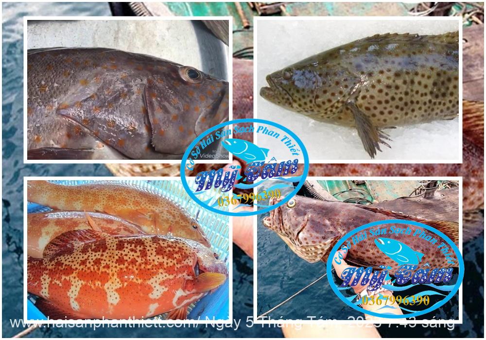 Ca Mu Song Cham Vang Cap Dong Lanh Ca Mu Song Cham Vang Cap Dong Lanh