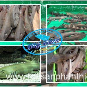 Ca Nham Map Kho Phi Le Cap Dong Lanh