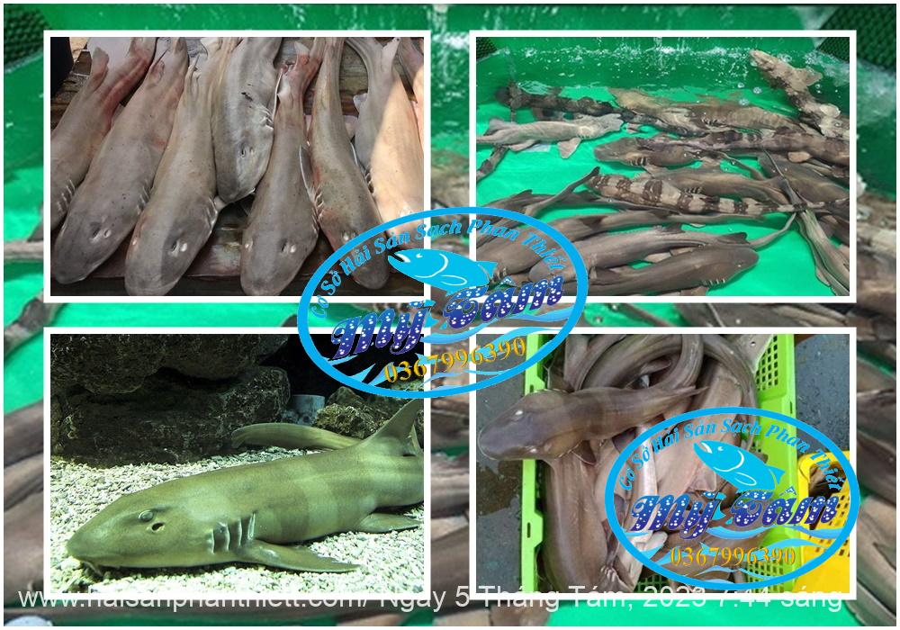 Ca Nham Map Kho Phi Le Cap Dong Lanh Ca Nham Map Kho Phi Le Cap Dong Lanh