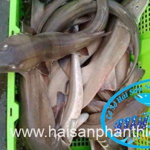 Ca Nham Map Kho Phi Le Cap Dong Lanh