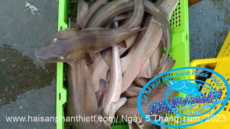 Ca Nham Map Kho Phi Le Cap Dong Lanh Ca Nham Map Kho Phi Le Cap Dong Lanh