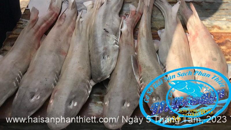 Ca Nham Map Kho Phi Le Cap Dong Lanh Ca Nham Map Kho Phi Le Cap Dong Lanh