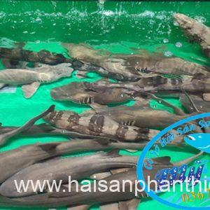 Ca Nham Map Kho Phi Le Cap Dong Lanh