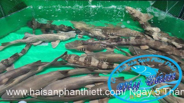 Ca Nham Map Kho Phi Le Cap Dong Lanh