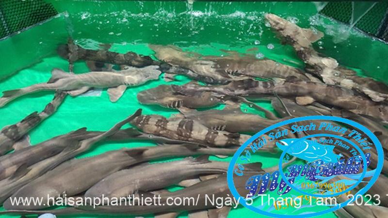 Ca Nham Map Kho Phi Le Cap Dong Lanh Ca Nham Map Kho Phi Le Cap Dong Lanh