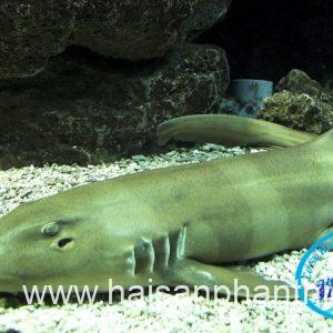 Ca Nham Map Kho Phi Le Cap Dong Lanh