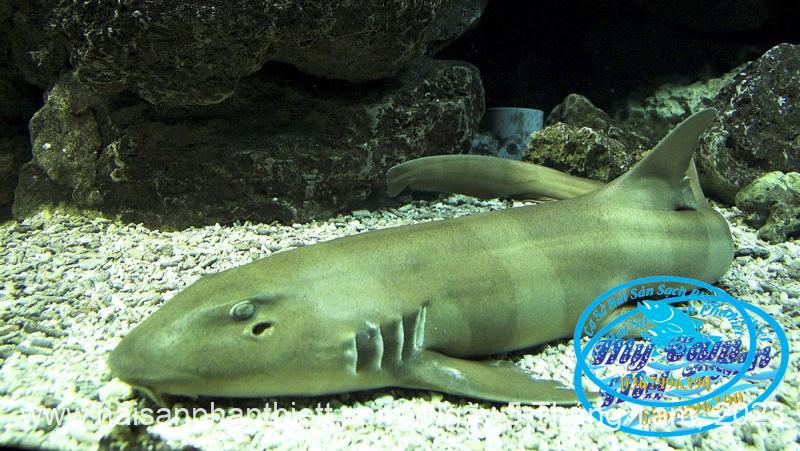 Ca Nham Map Kho Phi Le Cap Dong Lanh Ca Nham Map Kho Phi Le Cap Dong Lanh