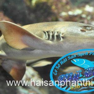 Ca Nham Map Kho Phi Le Cap Dong Lanh