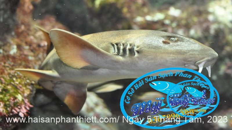 Ca Nham Map Kho Phi Le Cap Dong Lanh Ca Nham Map Kho Phi Le Cap Dong Lanh