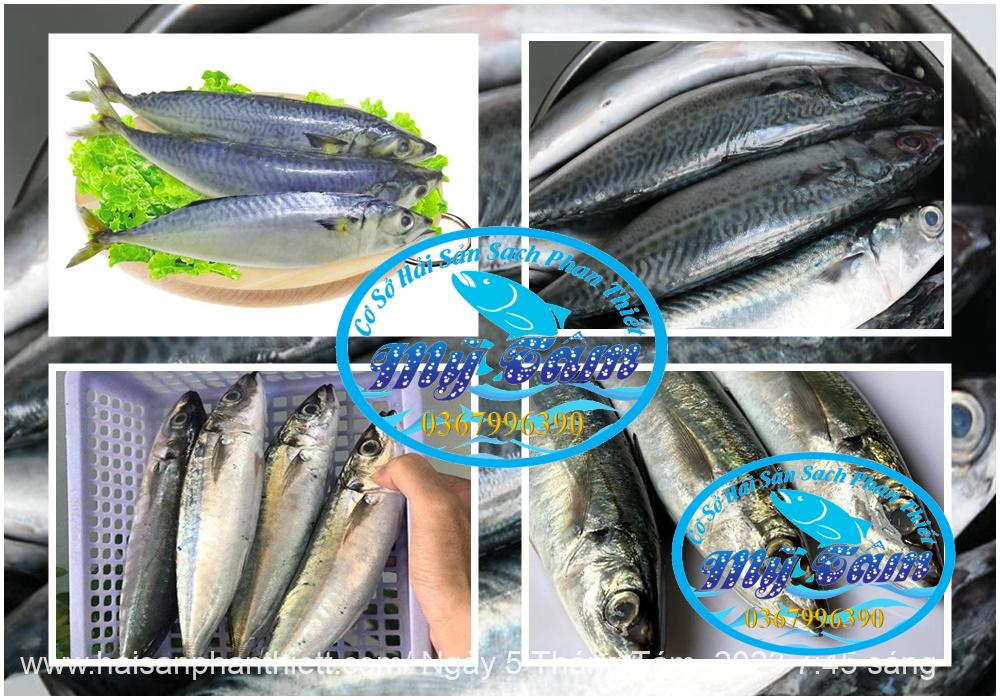 Ca Nuc Lon Cap Dong Lanh Ca Nuc Lon Cap Dong Lanh