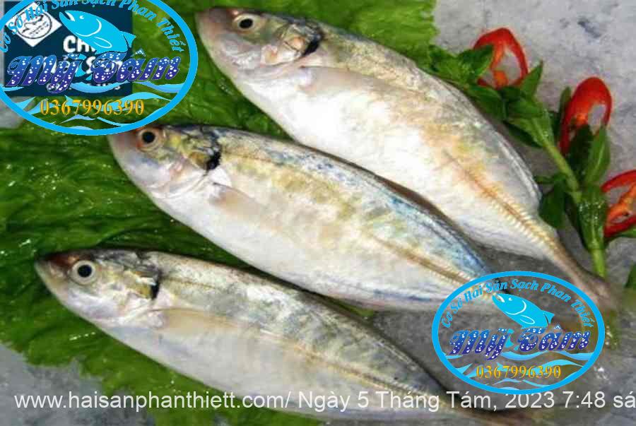 Ca Trac Trao Trao Cap Dong Lanh Ca Trac Trao Trao Cap Dong Lanh