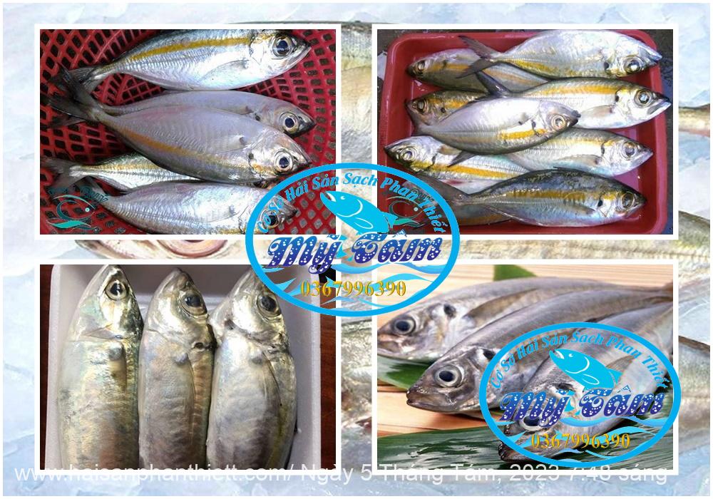 Ca Trac Trao Trao Cap Dong Lanh Ca Trac Trao Trao Cap Dong Lanh