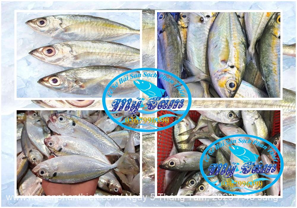 Ca Trac Trao Trao Cap Dong Lanh Ca Trac Trao Trao Cap Dong Lanh