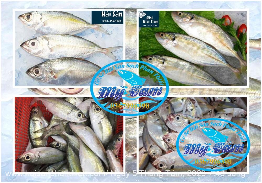 Ca Trac Trao Trao Cap Dong Lanh Ca Trac Trao Trao Cap Dong Lanh