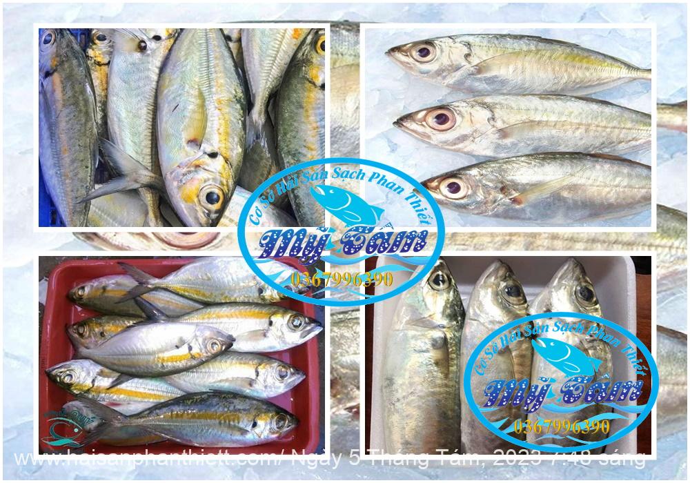 Ca Trac Trao Trao Cap Dong Lanh Ca Trac Trao Trao Cap Dong Lanh