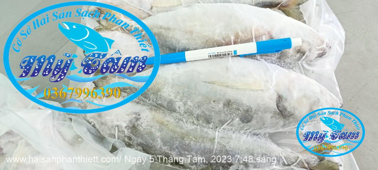 Ca Trac Trao Trao Cap Dong Lanh Ca Trac Trao Trao Cap Dong Lanh