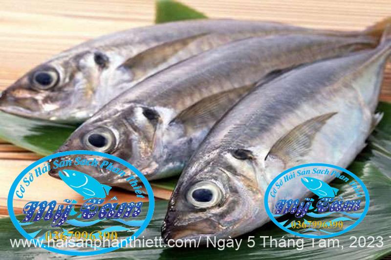 Ca Trac Trao Trao Cap Dong Lanh Ca Trac Trao Trao Cap Dong Lanh