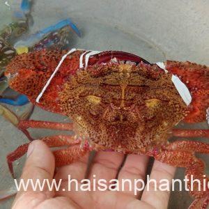 Ghe Phan Thiet