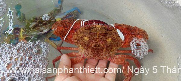 Ghe Phan Thiet