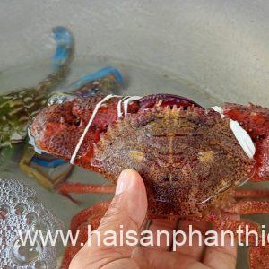 Ghe Phan Thiet