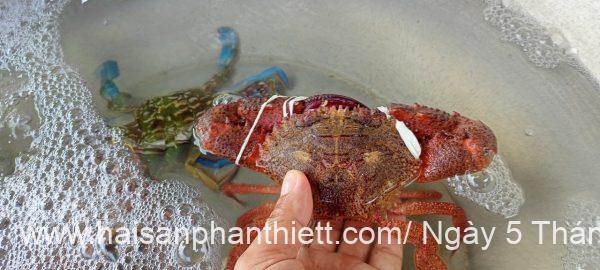Ghe Phan Thiet