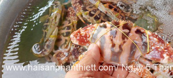 Ghe Phan Thiet