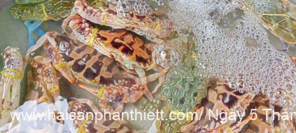 Ghe Phan Thiet