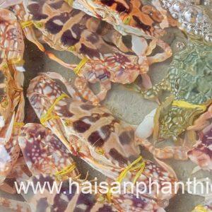 Ghe Phan Thiet