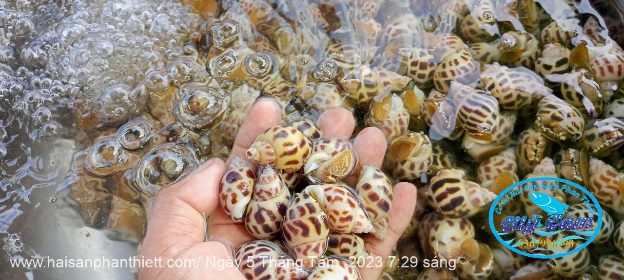 Oc Huong Phan Thiet Oc Huong Phan Thiet