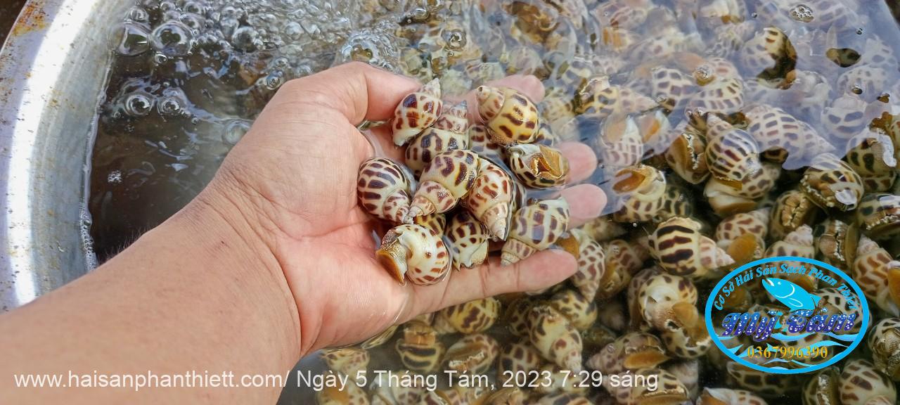 Oc Huong Phan Thiet Oc Huong Phan Thiet