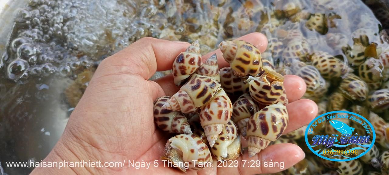 Oc Huong Phan Thiet Oc Huong Phan Thiet