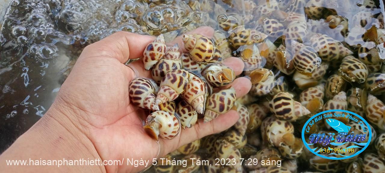 Oc Huong Phan Thiet Oc Huong Phan Thiet