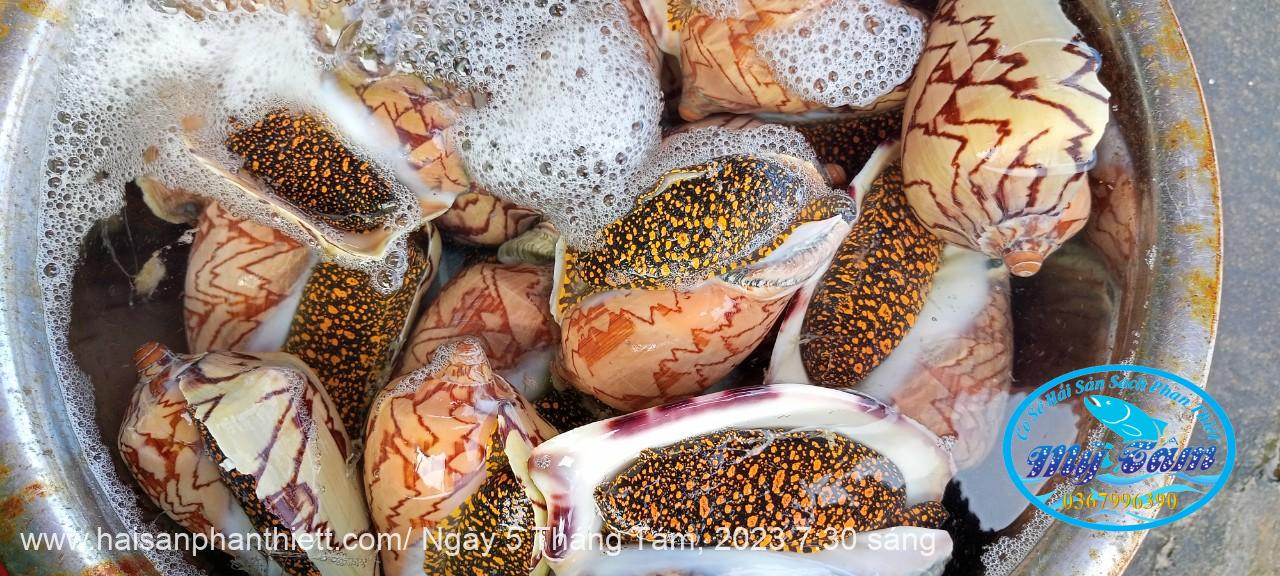 Oc Giac Phan Thiet Oc Giac Phan Thiet