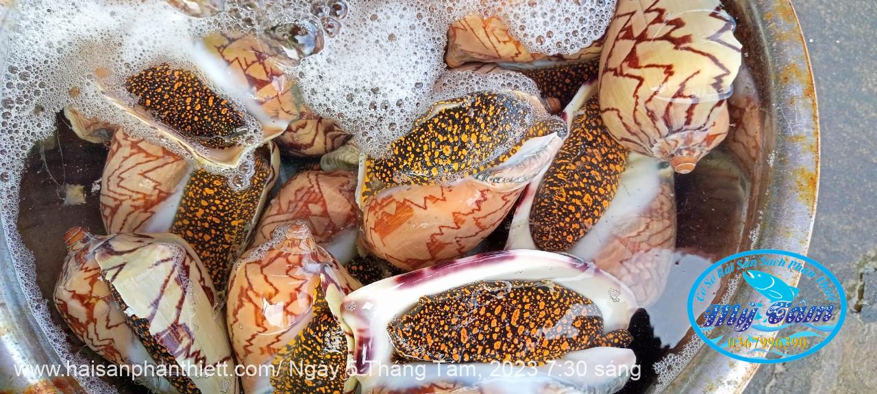 Oc Giac Phan Thiet Oc Giac Phan Thiet