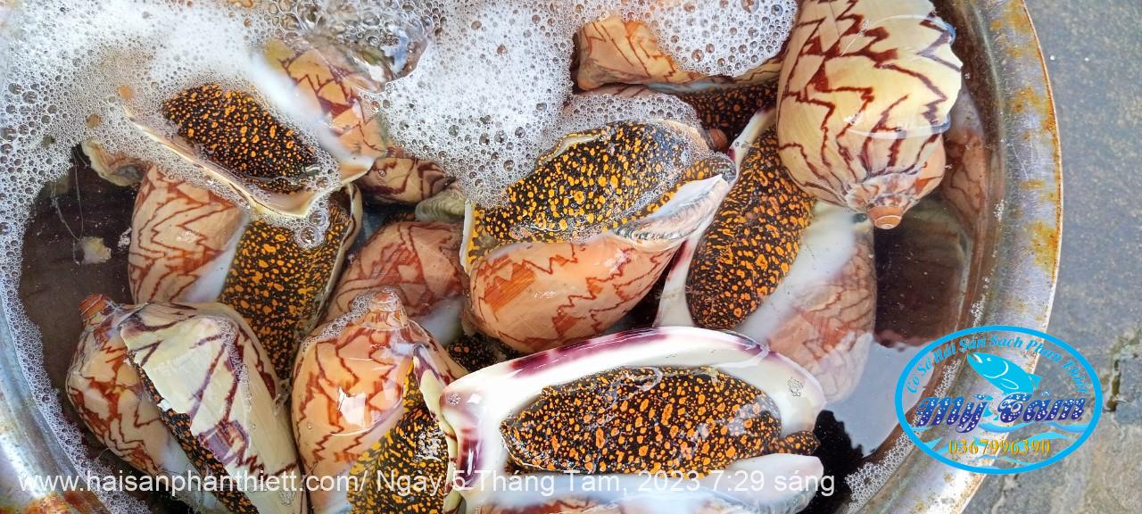 Oc Giac Phan Thiet Oc Giac Phan Thiet