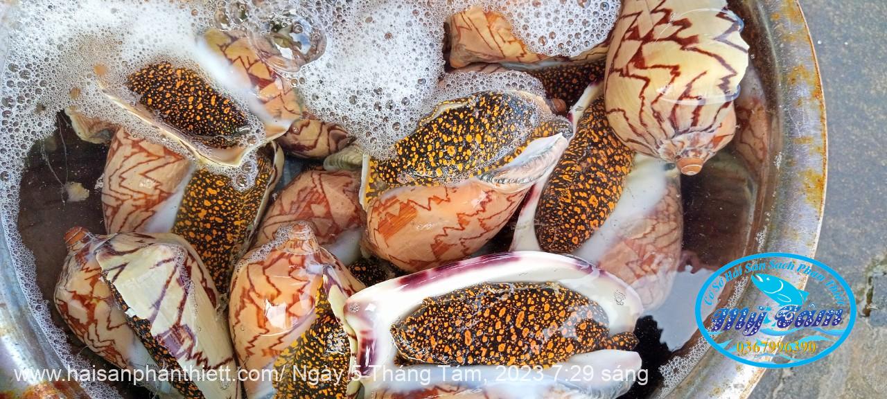 Oc Giac Phan Thiet Oc Giac Phan Thiet